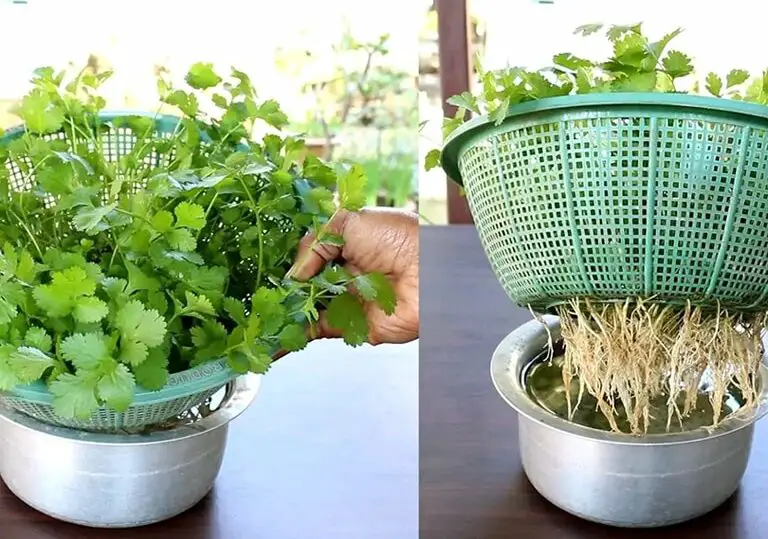 Coltivare il coriandolo in acqua a casa