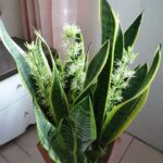 Come far fiorire la sansevieria: Il suo profumo raggiunge tutta la casa