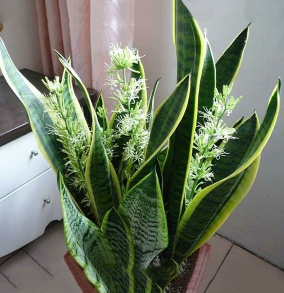 Come far fiorire la sansevieria: Il suo profumo raggiunge tutta la casa