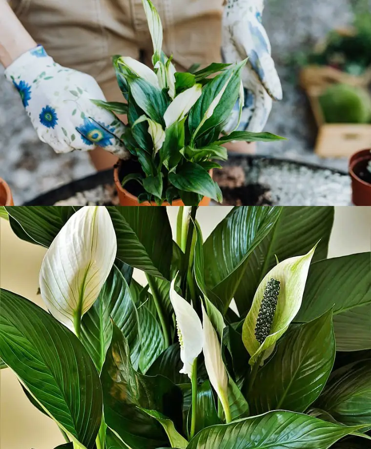 Un cucchiaio direttamente nel vaso e il mio povero LOPATKOVEC (Spathiphyllum) torna a fiorire splendidamente: ecco la ricetta che lo ha salvato!