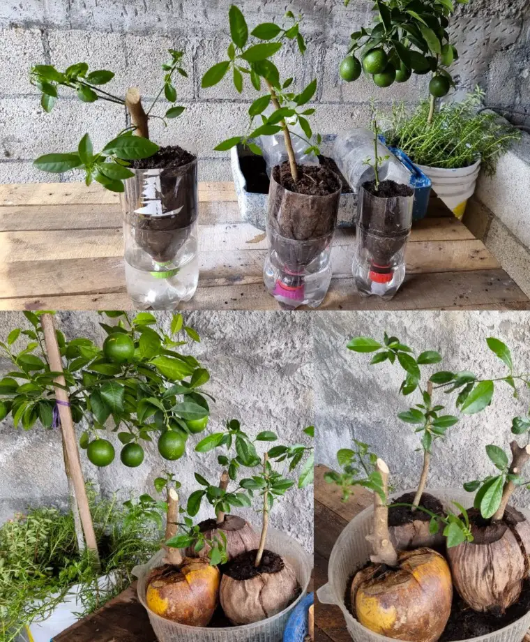 Propagazione di un albero di limoni da talea con tovaglioli di carta.