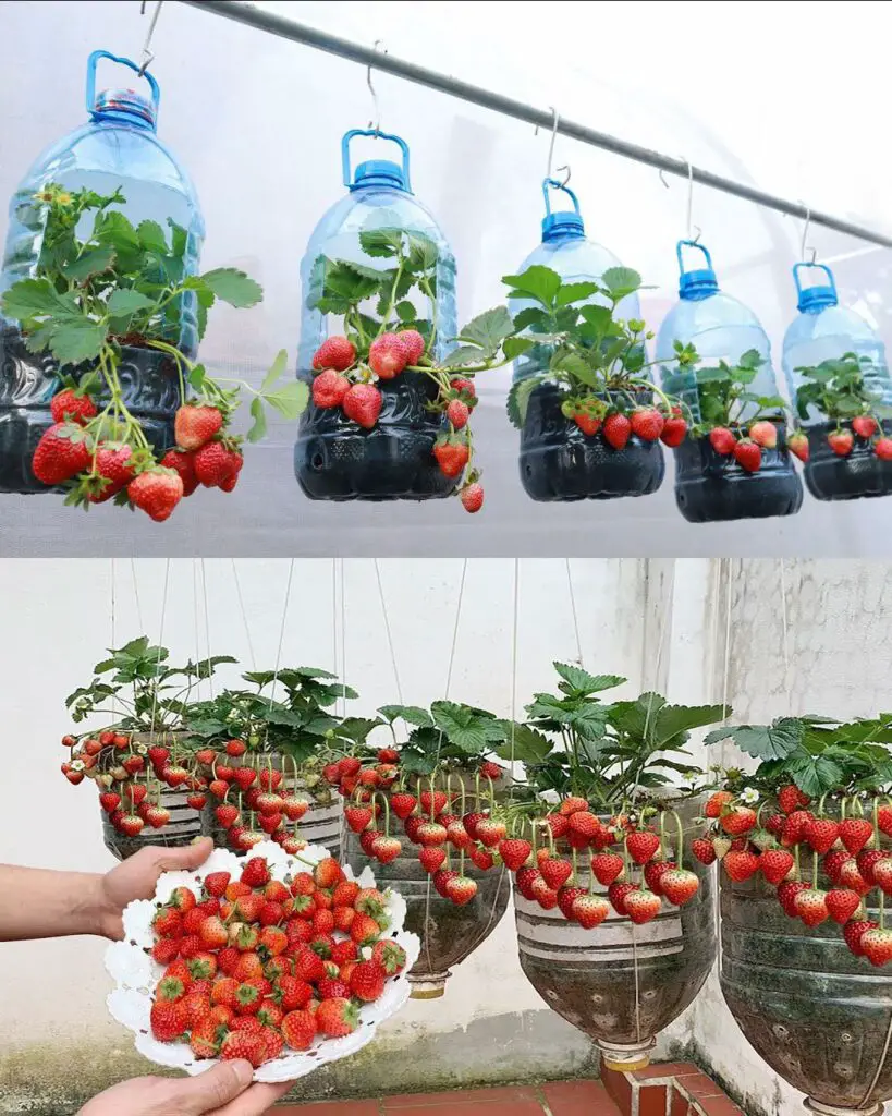 Coltivare fragole abbondanti in casa in bottiglie di plastica da 5 litri: svelare il segreto del successo