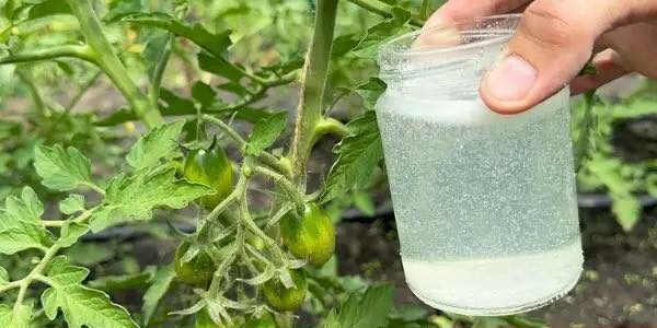 IL RIMEDIO PIÙ POTENTE PER L’IMMUNITÀ DA CETRIOLI, PEPERONI E POMODORI – FUNZIONA