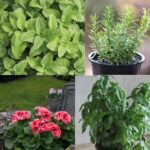 7 piante aromatiche e belle per il balcone: respingono mosche e zanzare