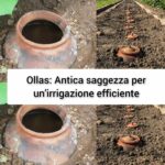 Ollas: Antica saggezza per un’irrigazione efficiente