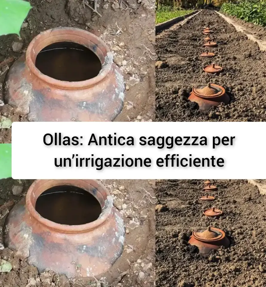 Ollas: Antica saggezza per un’irrigazione efficiente