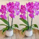 In seguito, tutte le vostre orchidee fioriranno senza sosta: provate.