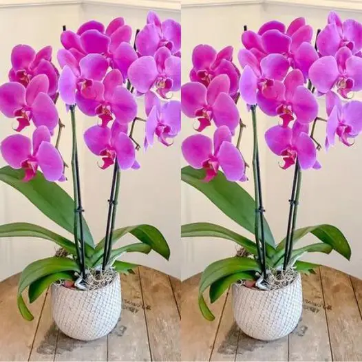 In seguito, tutte le vostre orchidee fioriranno senza sosta: provate.