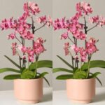 Fondi di caffè sulle orchidee, 3 motivi per farlo subito