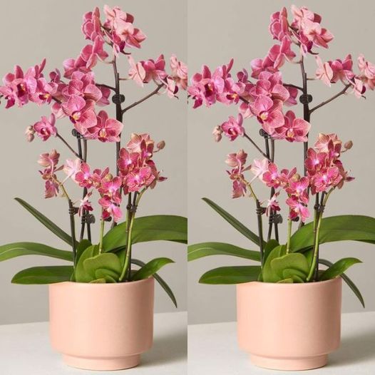 Fondi di caffè sulle orchidee, 3 motivi per farlo subito