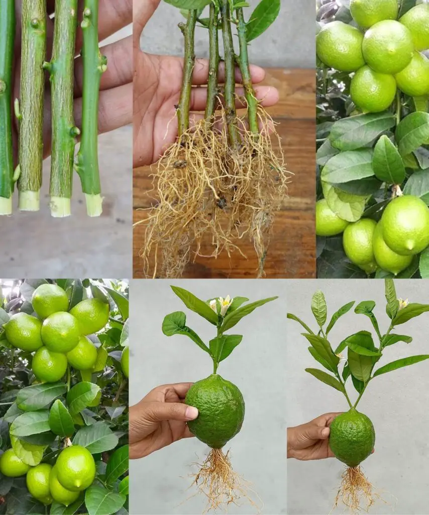 Limoni sempre grandi e succosi con il metodo del vecchio contadino: provatelo subito!