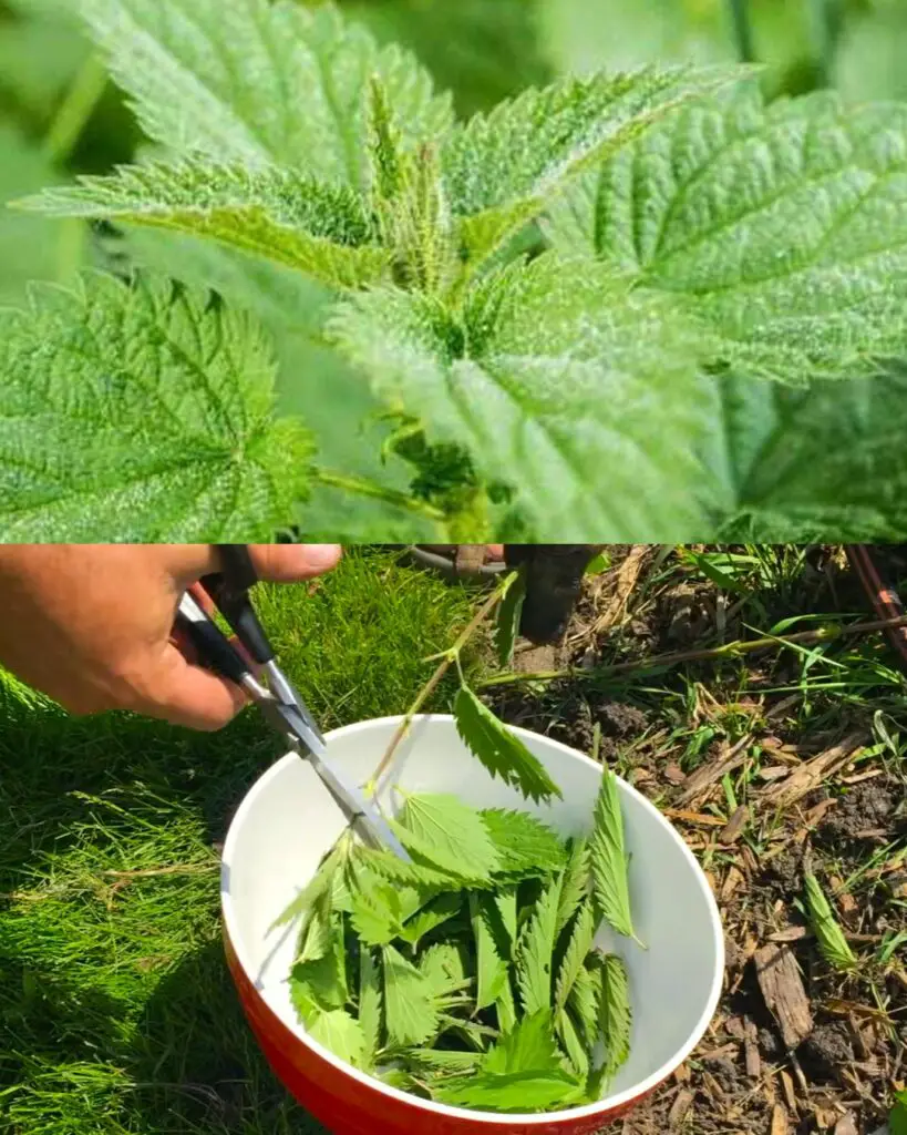 Sfruttare il potere del fertilizzante antiparassitario dell’ortica per un’agricoltura sostenibile