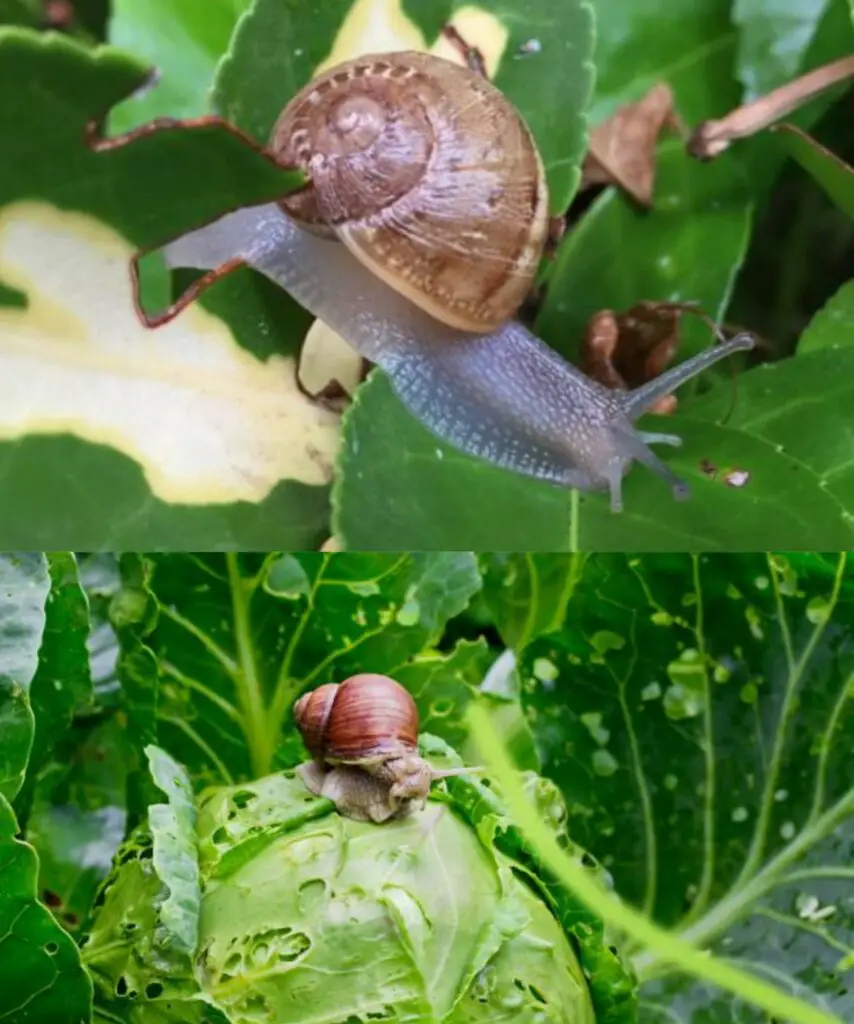 LUMACHE IN GIARDINO, SE VUOI ELIMINARLE IN UN MINUTO, USA QUESTO CONDIMENTO CHE HAI IN CUCINA