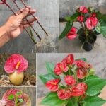 Anthurium, come propagarsi velocemente con gli steli fiorali: i consigli dei giardinieri