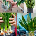 L’affascinante Sansevieria: tutto quello che devi sapere su questa straordinaria pianta