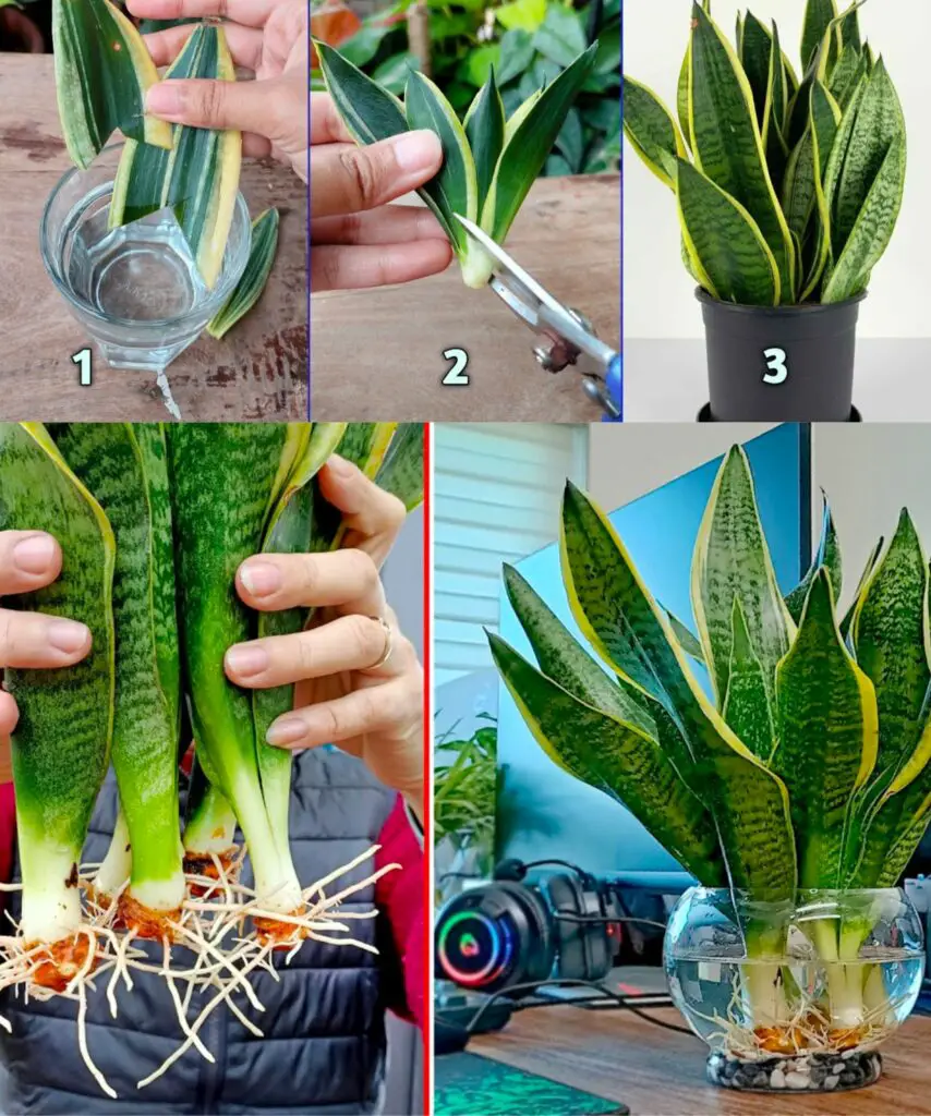 L’affascinante Sansevieria: tutto quello che devi sapere su questa straordinaria pianta