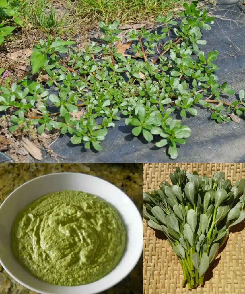 La resurrezione della portulaca: un tesoro prezioso in giardino e in cucina