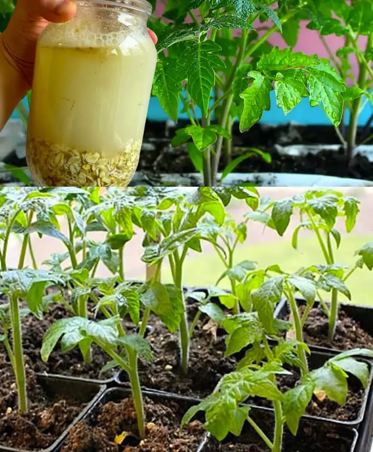 Sfruttate il potere degli ingredienti della cucina: Avena come concime naturale per il vostro giardino