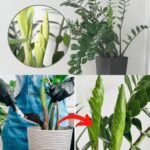 Scoprite il potere dell’antico fertilizzante per le Zamioculcas