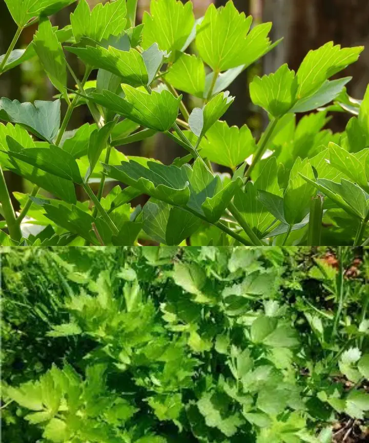 Non tutti gli slovacchi ricordano queste foglie del giardino della nonna: puoi far crescere un cespuglio rigoglioso anche in un vaso – il valore è inestimabile!