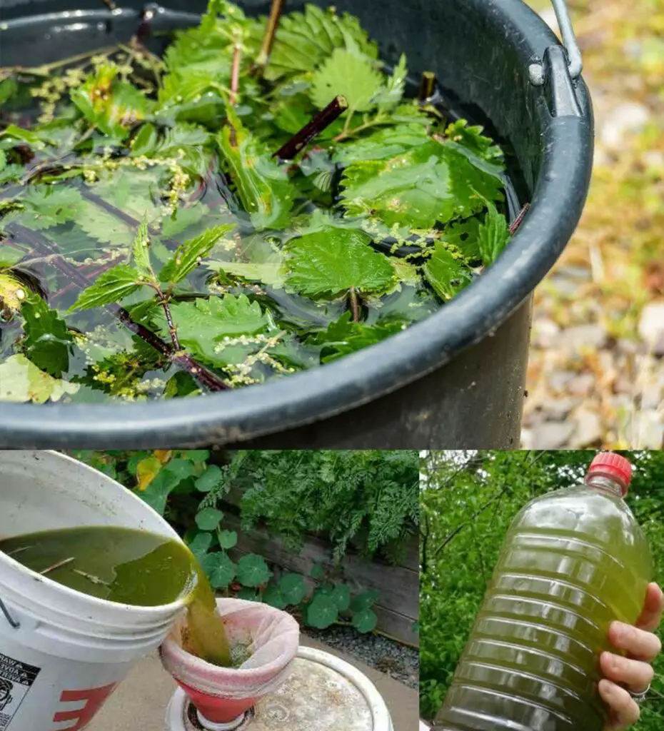 Soluzioni naturali per il tuo giardino: l’importanza del fertilizzante e dell’insetticida all’ortica