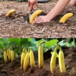 Il segreto nascosto: 7 sorprendenti vantaggi di seppellire una banana in giardino