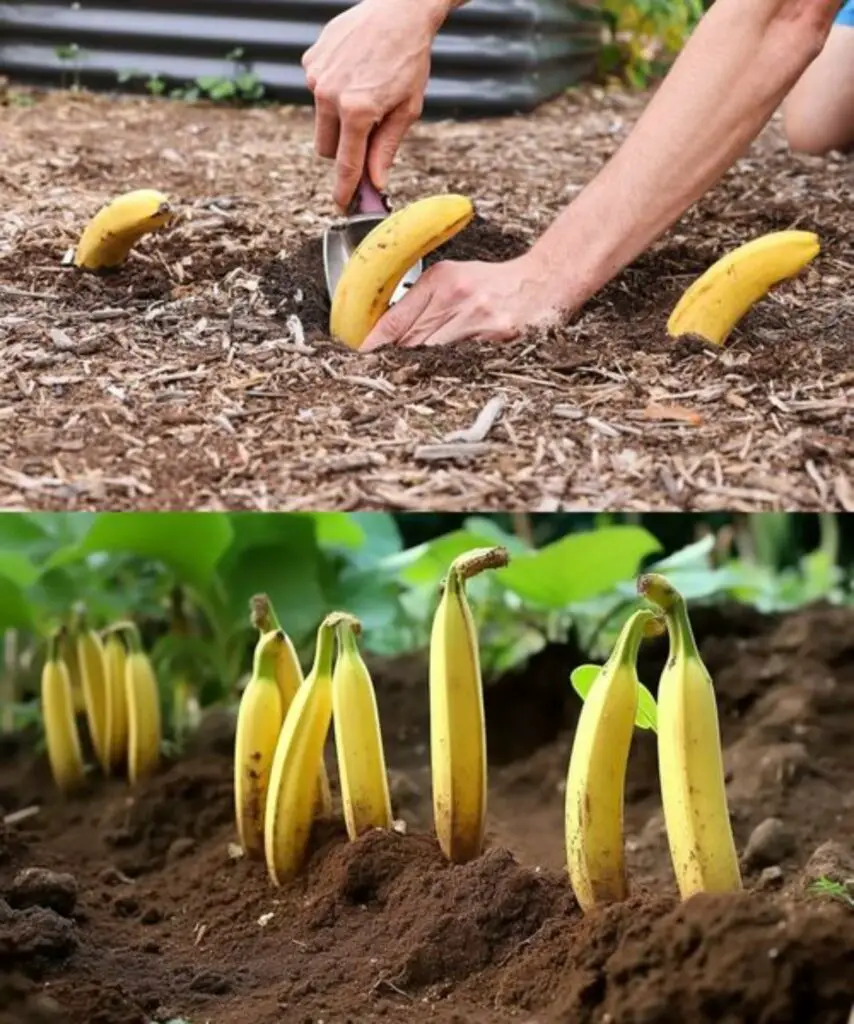 Il segreto nascosto: 7 sorprendenti vantaggi di seppellire una banana in giardino