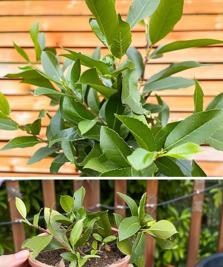 Metti 3 foglie di alloro sulle piante del tuo giardino: svela il motivo