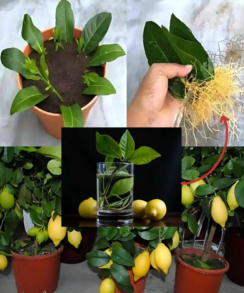 Come coltivare alberi di limoni dalle foglie di limone