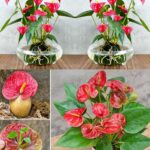 Con quest’acqua l’Anthurium produrrà molti fiori: non è mai stato così bello.