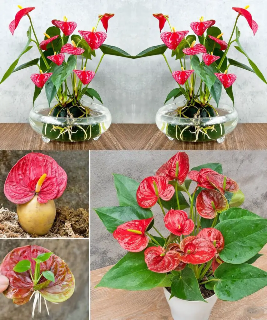 Con quest’acqua l’Anthurium produrrà molti fiori: non è mai stato così bello.