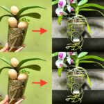 Come nutrire correttamente le orchidee: il metodo del guscio d’uovo.