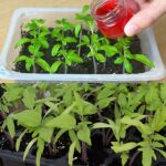 Coltivazione di piantine di pomodoro vigorose con fertilizzanti naturali fatti in casa