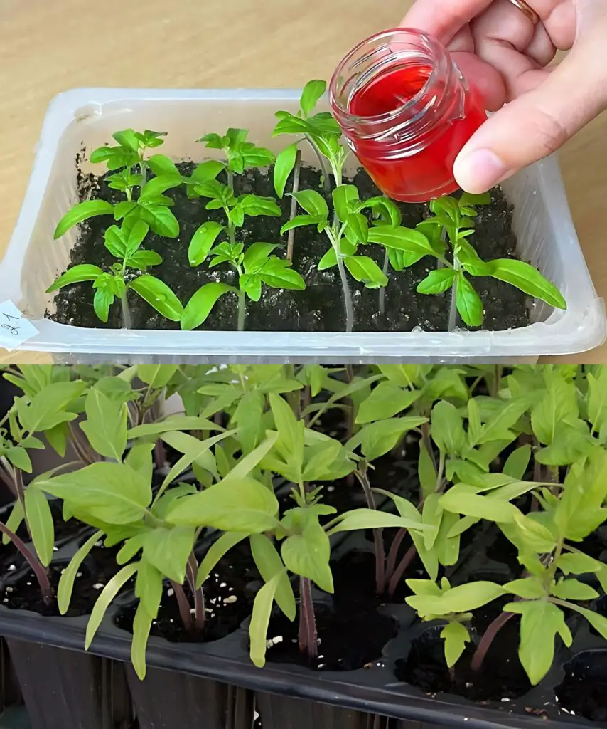 Coltivazione di piantine di pomodoro vigorose con fertilizzanti naturali fatti in casa