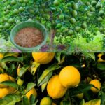 Raccolto di limoni sproporzionato, basta applicare questo fertilizzante naturale