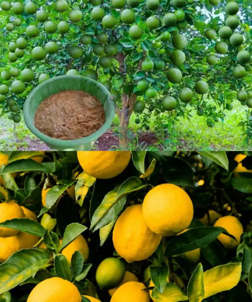 Raccolto di limoni sproporzionato, basta applicare questo fertilizzante naturale