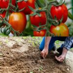 Pochi conoscono questi trucchi segreti di coltivazione, ma valgono oro! I giardinieri li usano da molti anni.