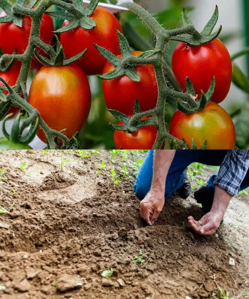 Pochi conoscono questi trucchi segreti di coltivazione, ma valgono oro! I giardinieri li usano da molti anni.