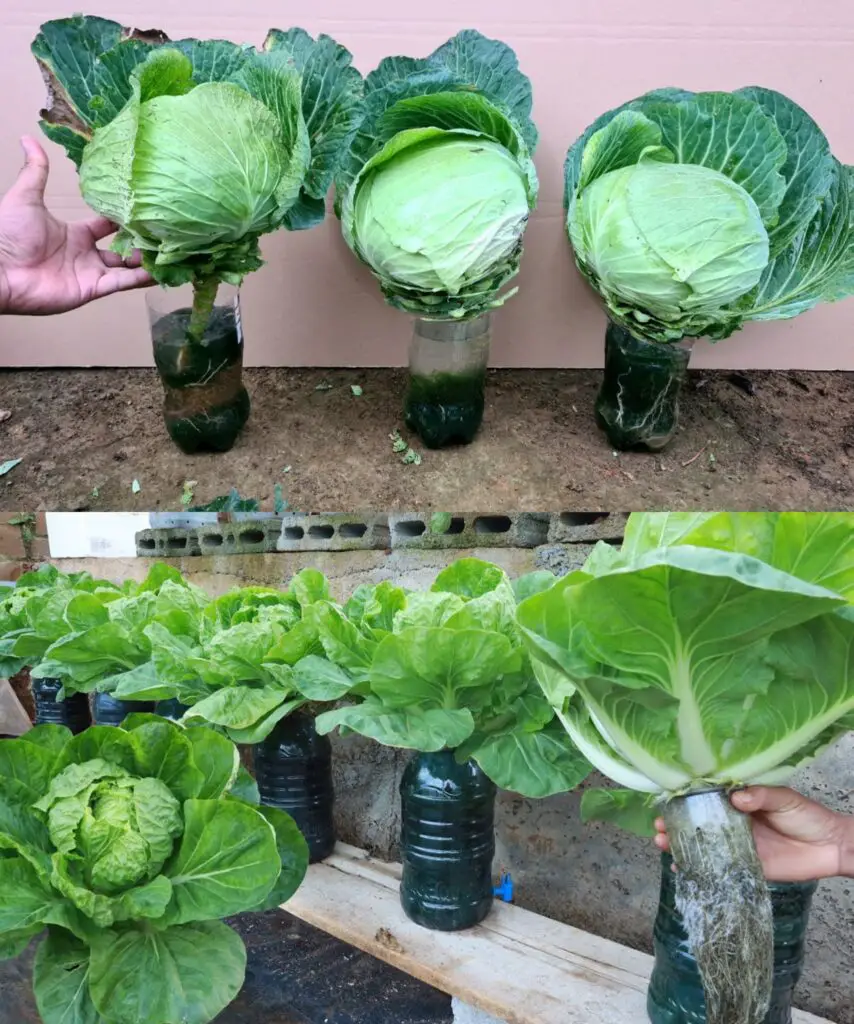 Come coltivare il cavolo idroponico in bottiglie di plastica riciclata a casa