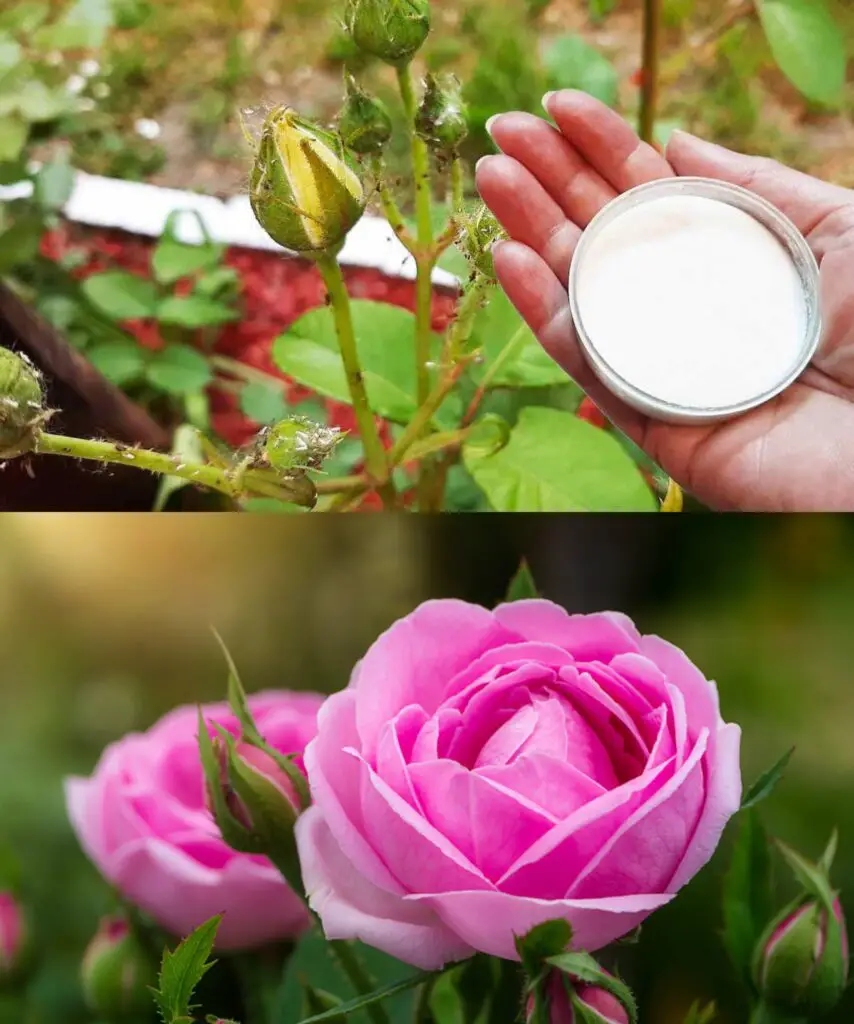 Salva le rose e le altre piante dagli odiosi parassiti: proteggile solo in questo modo