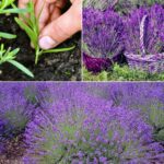 Come coltivare la lavanda gigante da semi o talee – Produce splendidi arbusti resistenti al gelo con un assalto di fiori – La guida completa