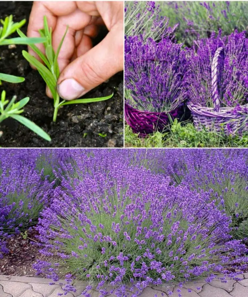 Come coltivare la lavanda gigante da semi o talee – Produce splendidi arbusti resistenti al gelo con un assalto di fiori – La guida completa