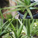 L’aloe prospererà senza problemi, ha bisogno solo di fosforo e potassio.