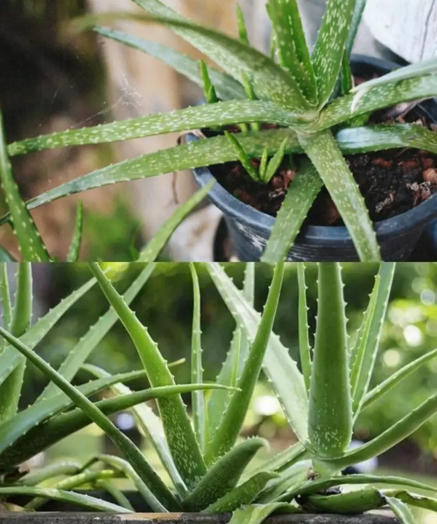 L’aloe prospererà senza problemi, ha bisogno solo di fosforo e potassio.