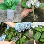 Scopri come coltivare le ortensie in vaso: un fiore bellissimo che profuma tutta la casa