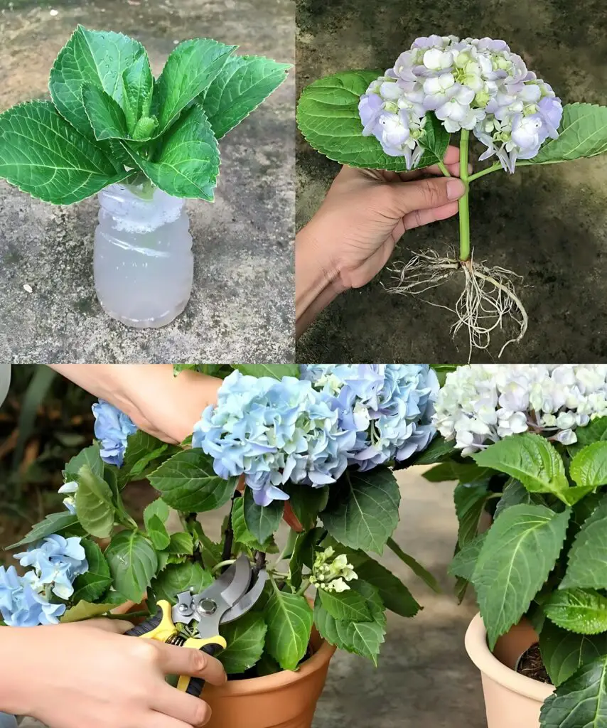 Scopri come coltivare le ortensie in vaso: un fiore bellissimo che profuma tutta la casa