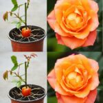 Pianta una rosa su una fetta di pomodoro e aspetta qualche minuto: fantastico