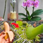 Come propagare un’orchidea, serve solo una buccia di banana: molto semplice