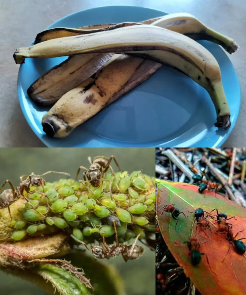 Combattere i parassiti del giardino in modo naturale: il potere della buccia di banana contro le formiche