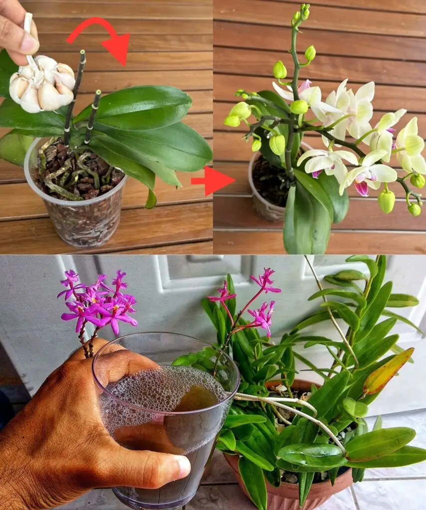 Gracias a este abono natural, las orquídeas florecerán durante todo el año.